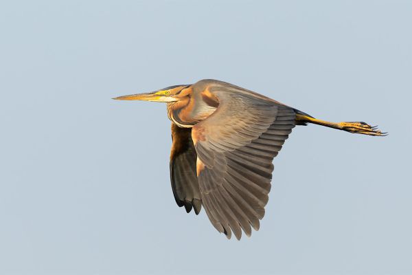 Purple Heron