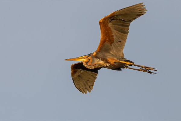 Purple Heron