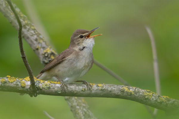 Blyth's Reed Warbler