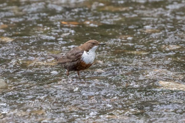 White-throated Dipper