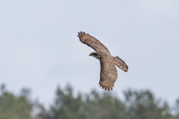 Northern Goshawk