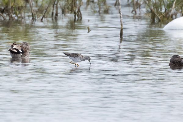 Lesser Yellowlegs