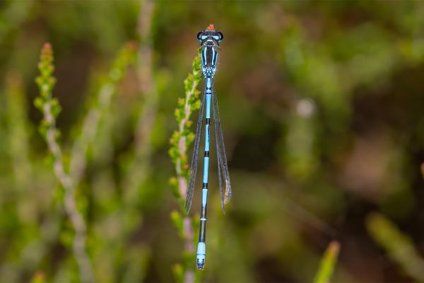 Azure Bluet