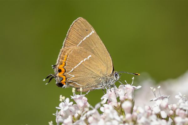 White-letter Hairstreak