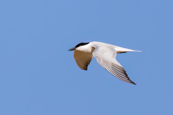 Gull-billed Tern