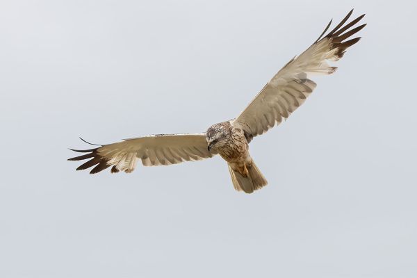 Western Marsh Harrier