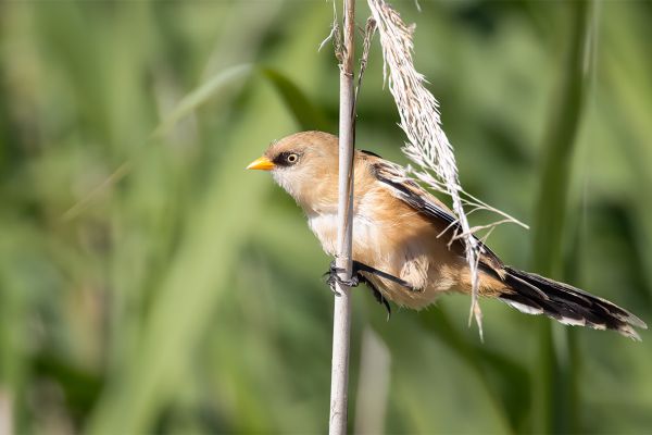 Bearded Reedling