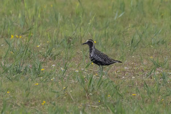 Pacific Golden Plover