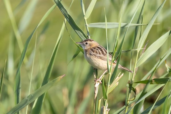 Zitting Cisticola