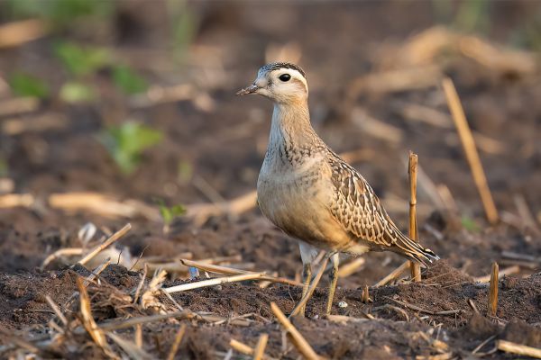 Eurasian Dotterel