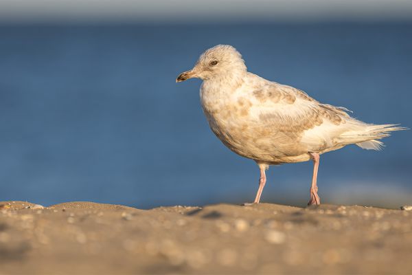 Iceland Gull
