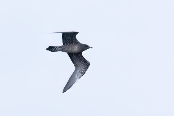 Long-tailed Jaeger