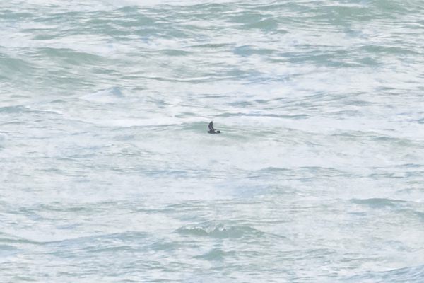 European Storm Petrel