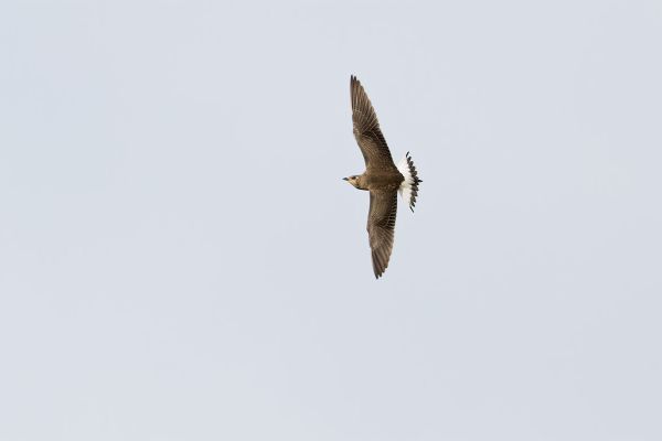 Black-winged Pratincole