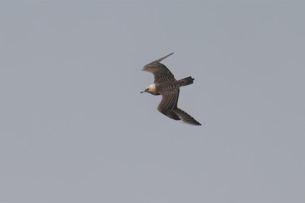 Parasitic Jaeger