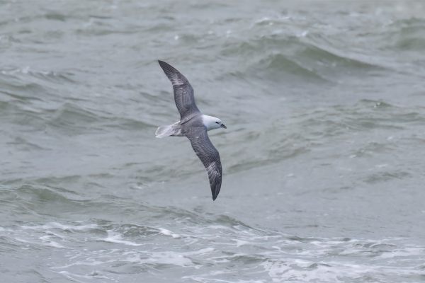 Northern Fulmar