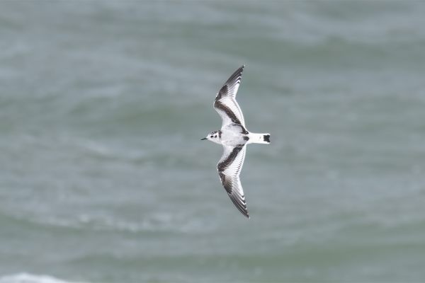 Little Gull