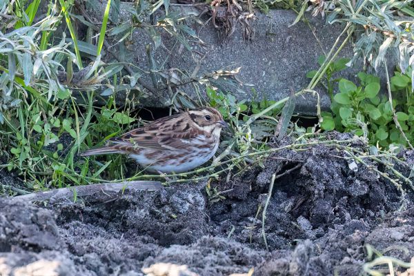 Rustic Bunting