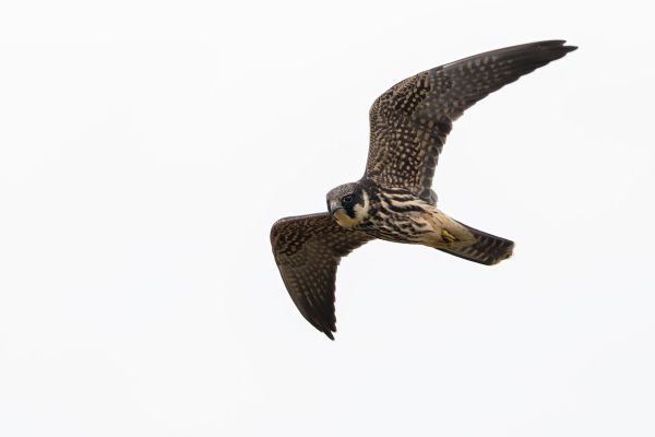 Eurasian Hobby