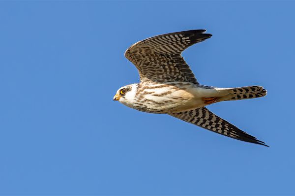 Red-footed Falcon