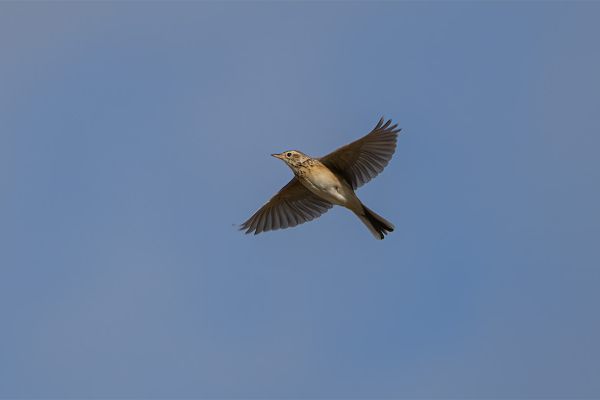 Richard's Pipit