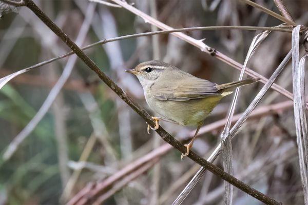 Radde's Warbler