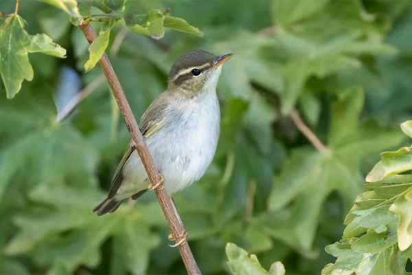 Arctic Warbler