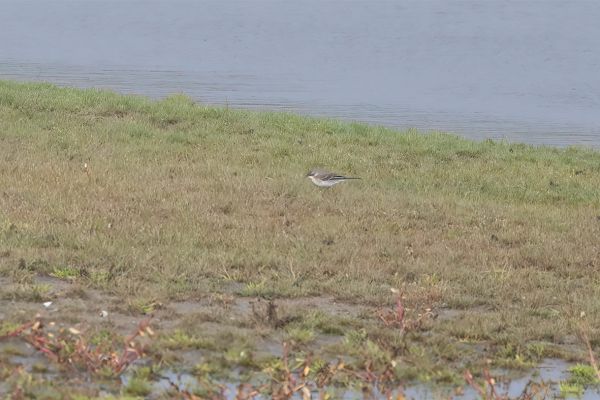 Eastern Yellow Wagtail