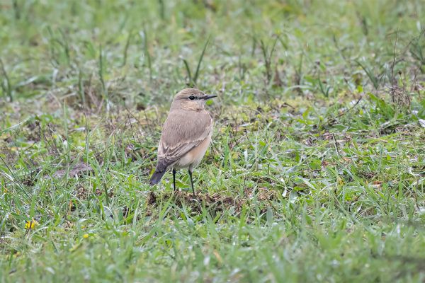 Isabelline Wheatear