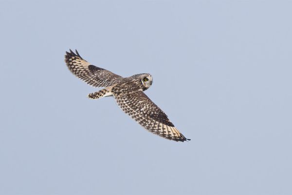 Short-eared Owl