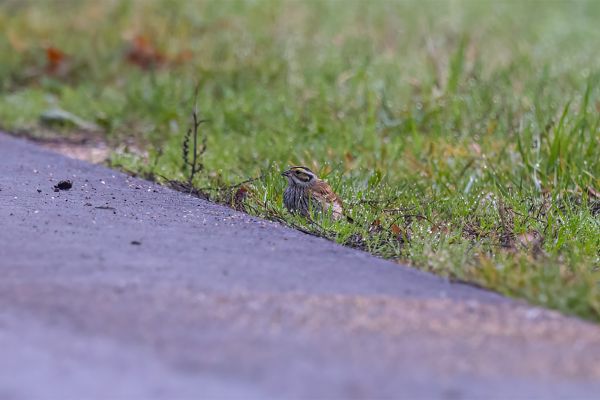 Yellow-browed Bunting