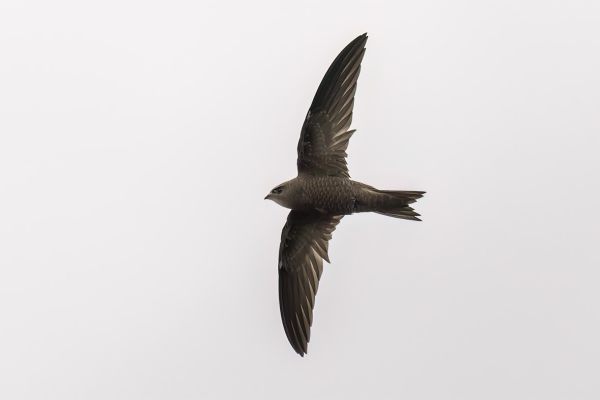 Pallid Swift