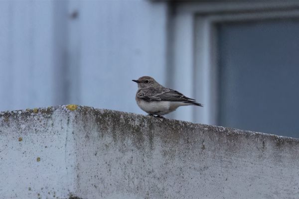 Pied Wheatear