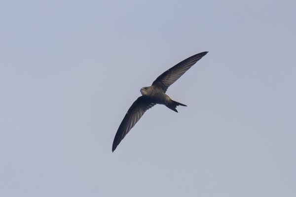 Pallid Swift