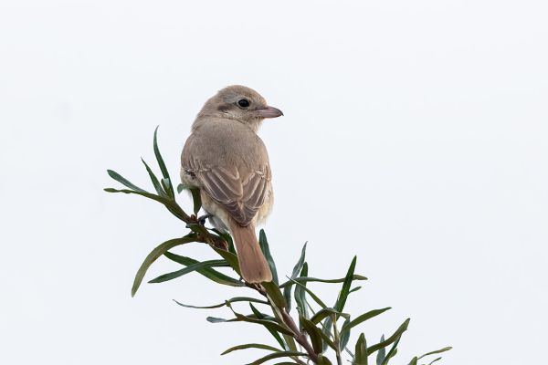 Isabelline Shrike