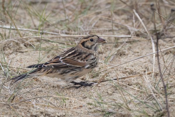Lapland Longspur
