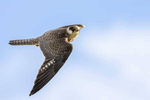 Red-footed Falcon