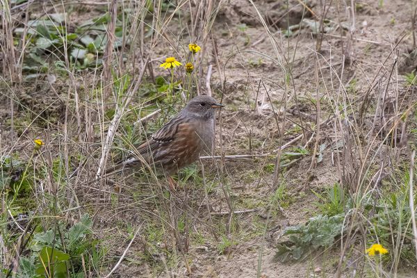 Alpine Accentor