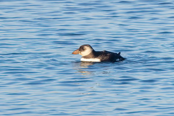 Atlantic Puffin