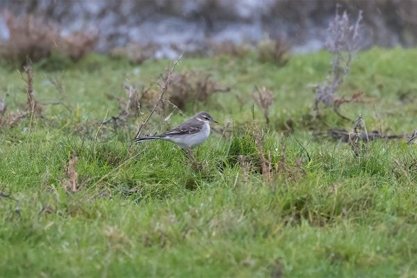 Eastern Yellow Wagtail