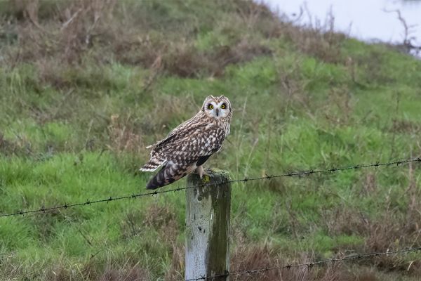 Short-eared Owl