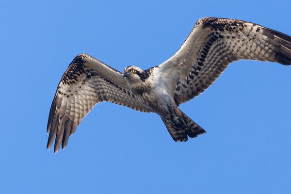 Osprey