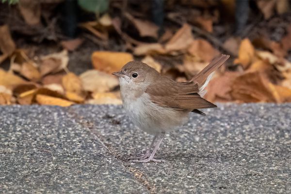 Common Nightingale