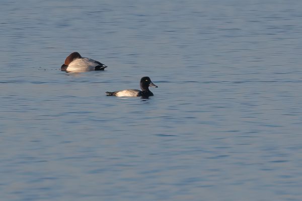 Lesser Scaup