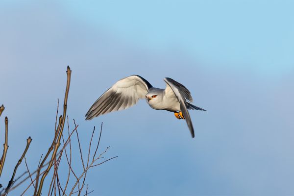 Black-winged Kite