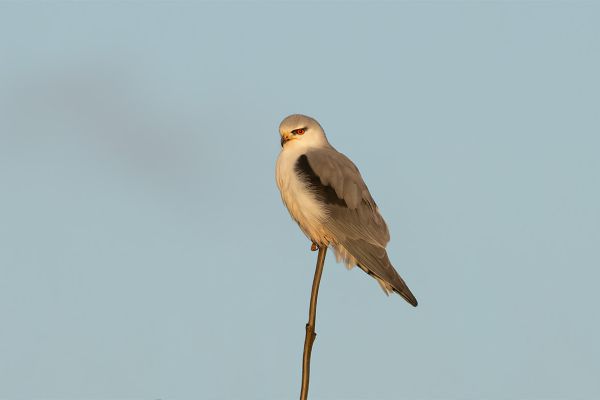 Black-winged Kite