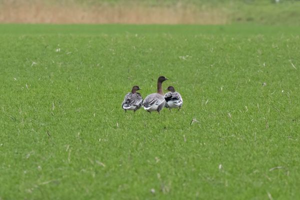 Pink-footed Goose