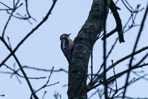 Middle Spotted Woodpecker
