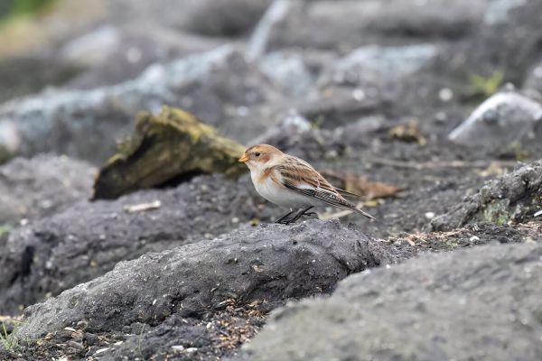 Snow Bunting
