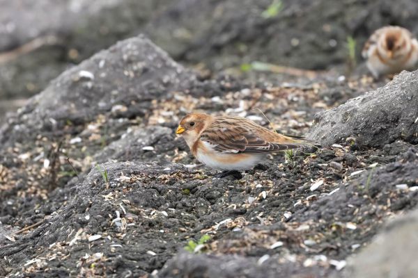 Snow Bunting